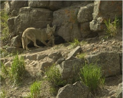 Figure 1. The Coyote, or canis latrans, is an important part of the ecosystem but whose numbers need management to avoid excessive predation on livestock Credit: www.LenBackus.com