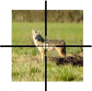 Figure 2. The shot as planned would have been an easy 50 yard or closer shot. Picture credit: US Fish and Wildlife Service