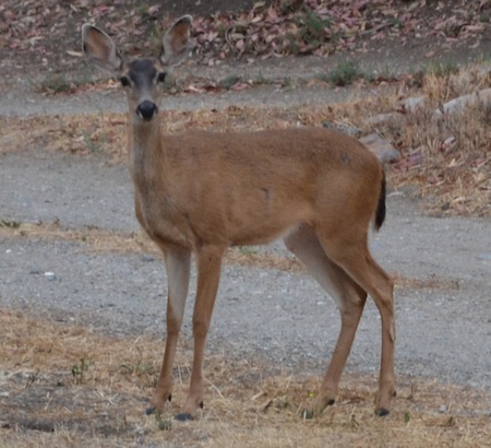 <b>Figure A-1. It is antlerless season and you have proper license and tags. </b>Where would you aim when this beauty presents her shoulder to you?